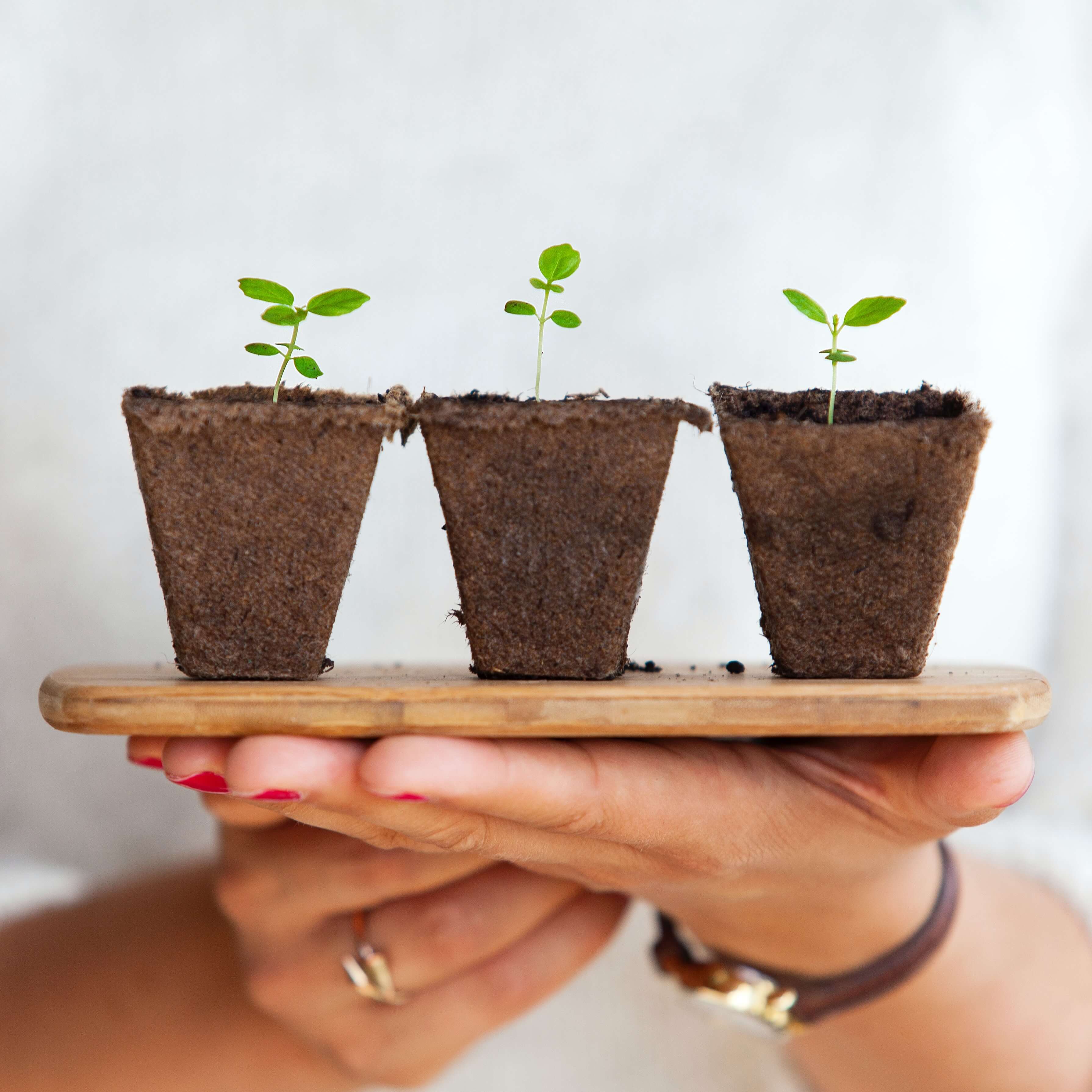 early stage plants growing like L&D budding at your company